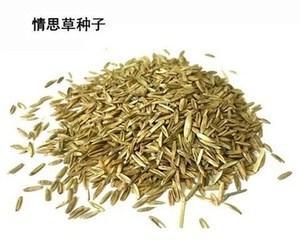 探秘爱情草（了解爱情草的起源、功效与使用方法）