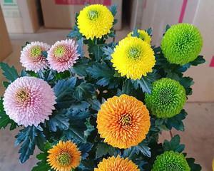 乒乓菊不开花，原因与处理方法一网打尽（解析乒乓菊不开花的8大原因及应对措施，让你家园艺更加得心应手）
