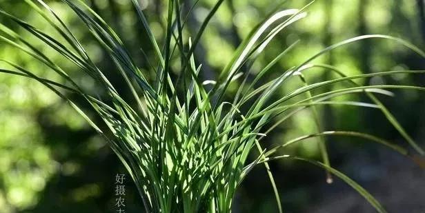 如何正确浇水兰草？（掌握浇水技巧，让兰草更健康。）