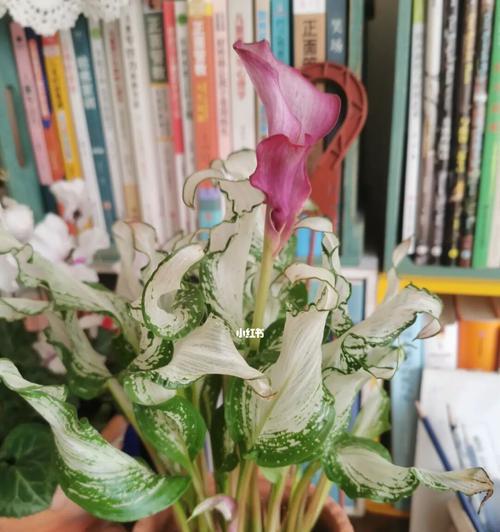 马蹄莲为何只长叶子不开花？——解析与解决方法（马蹄莲不开花原因有哪些？怎样才能让它开花呢？）