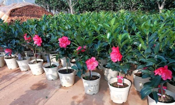 茶花树喜阴还是喜阳？剖析喜阳与喜阴的特点及生长环境选择