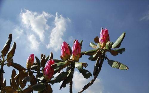 野生杜鹃花（探秘野生杜鹃花的生长环境与特点）