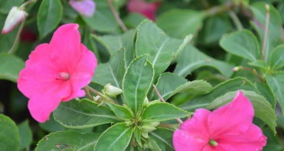 凤仙花的花期和开花季节（赏花盛宴，一年四季都有凤仙花）