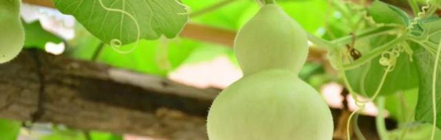 葫芦养护指南（掌握浇水技巧，让葫芦茁壮成长）