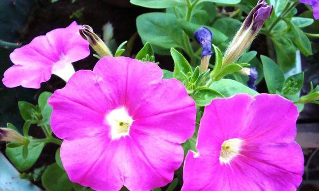 牵牛花生长环境和养殖条件详解（种牵牛花，这些环境条件一定要了解）