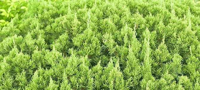 松树种植的最佳时间（什么季节种植松树最好？）
