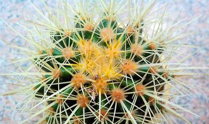仙人球是什么植物？（探究仙人球的分类和特征）