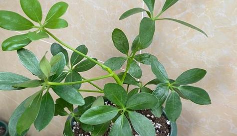 关于桂花树的光照喜好（是喜阳还是喜阴？探讨桂花树的生长之道）