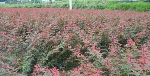 红枫的最佳播种时间（选择合适的时间，让红枫成为你的美丽庭院之选）