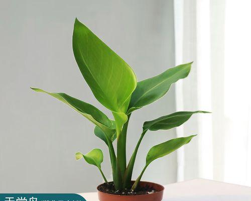 如何正确养护天堂鸟（家庭养法不可错过，一起打造美丽家园）
