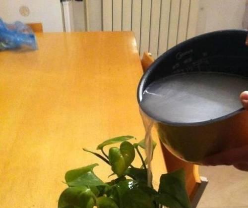啤酒水适合浇什么花？（探究啤酒水对不同花卉的浇灌效果）