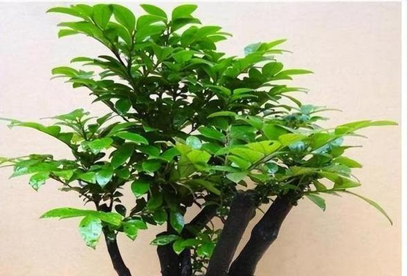 小叶紫檀盆景的开花和美丽之道（探秘小叶紫檀开花的特征和栽培技巧，让你的盆景更具观赏价值）