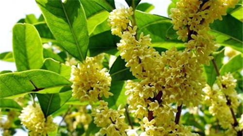 北方室外种植桂花的冬季保养指南（桂花怕冷吗？如何让它安全过冬？）