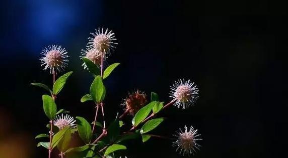 水杨梅种植与养护详解（水杨梅种植方法、养护技巧及注意事项）