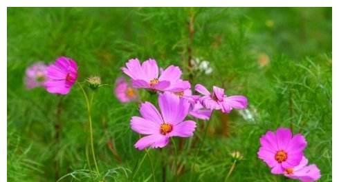 波斯菊开花后的处理方法（让波斯菊更美丽的养护技巧）