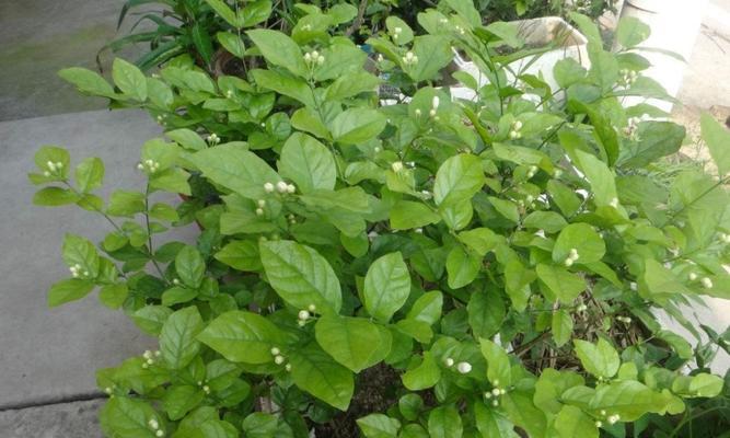 茉莉花浸泡可乐，你敢尝试吗？（可乐与茉莉的奇妙组合，茶香搭配汽水口感，口感升级必备。）