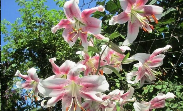 百合花的种植时间与技巧（掌握百合花的种植时间，打造花园美景）