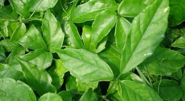 三叶青种植栽培技术（从选地、施肥到防病，教你轻松打造美丽三叶青园）