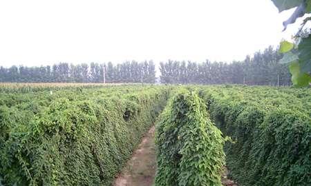 山药，一种多年生的根茎植物（营养丰富，具有多种保健功能）