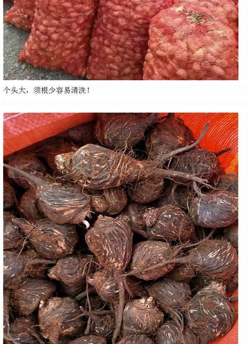 玛咖的生长环境及地理分布（探寻玛咖植物在世界各地的分布情况）