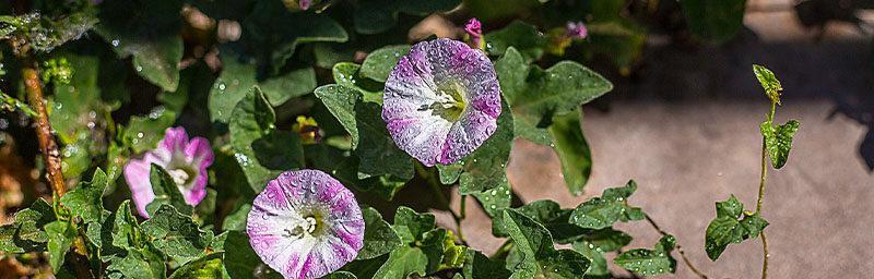 牵牛花叶子的形状及其特点（探寻牵牛花叶子的奥秘）