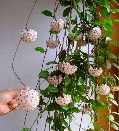 阳台种植花卉的时间和方法（打造美丽的阳台花园，掌握这些技巧就够了！）