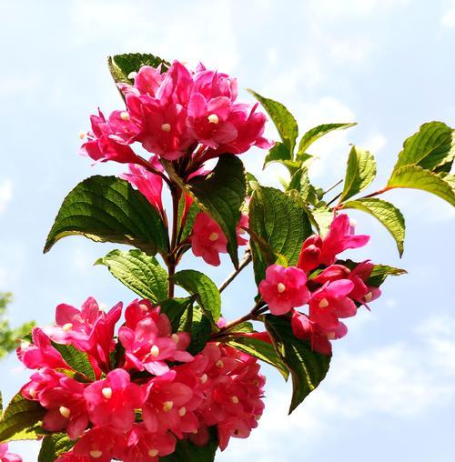 锦带花开花时间及繁殖方式（了解锦带花开花时间和增殖方法，赏花更得心应手）