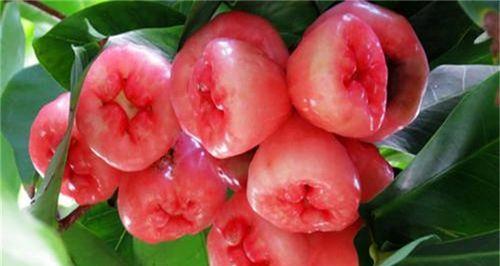 莲雾种植指南（种植技巧、季节选择、产量增加）