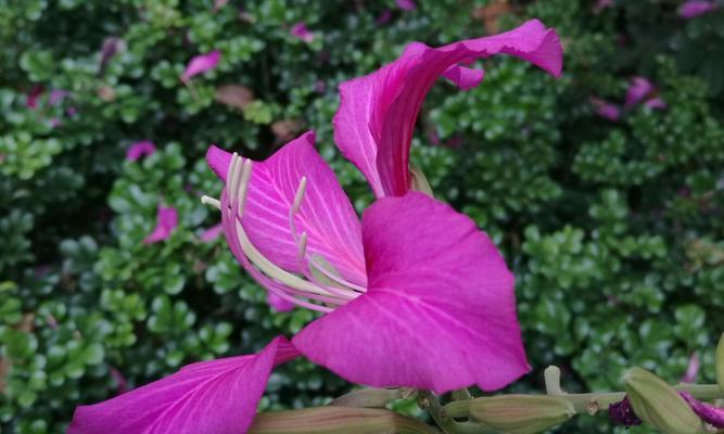 花语寄情，代表亲情的鲜花（传递深情厚谊，缔造温馨家园）