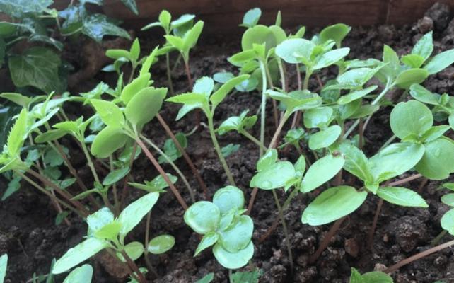 如何种植红玫瑰？（从选种到养护全攻略，快速掌握红玫瑰种植技巧）