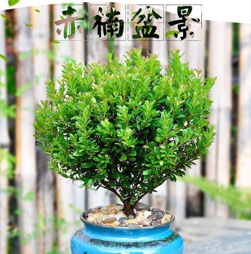 如何正确养殖赤楠（全面掌握赤楠的养殖技巧，助您成功种植）