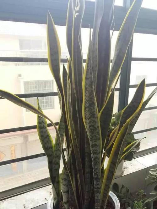 虎皮兰的生长环境与地方条件（探究虎皮兰的适宜生长环境和种植地点）