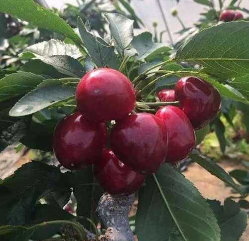 车厘子树几年结果实的秘密（解析车厘子树几年能结果实的成因及关键因素）
