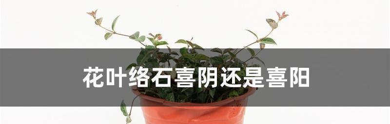 万重山的生长环境（探讨喜阳还是喜阴的争议）