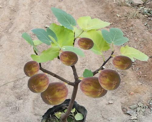 种植无花果树，打造自己的庭院果园