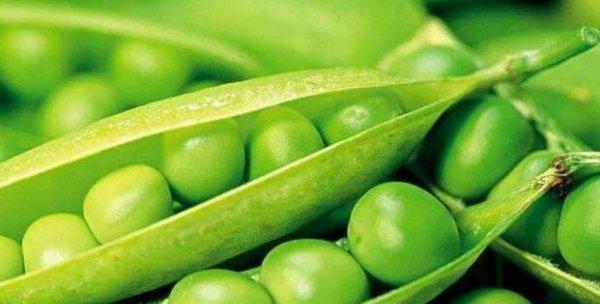豌豆的种植时间（掌握正确的播种时机，丰收更容易）