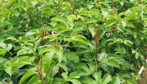 百香果如何过冬？（室外种植技巧大揭秘！）