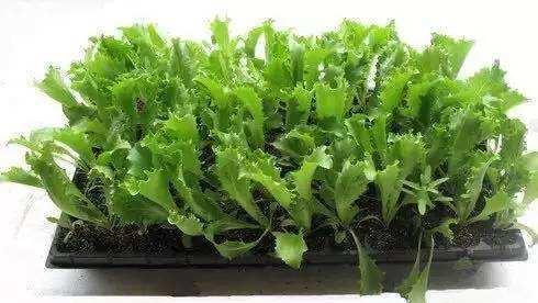 生菜移栽的最佳时间剖析（科学技巧让您成功种植生菜）