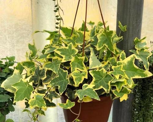常春藤之好养活（种植技巧、护理方法及注意事项）