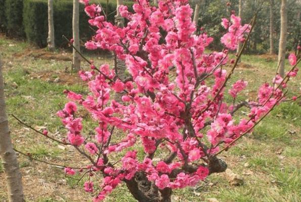 家里种梅花的方法与技巧（打造私家小院的必备花卉）