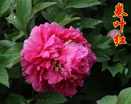 牡丹花生长环境解析（揭秘牡丹花喜水或不喜水的真相）