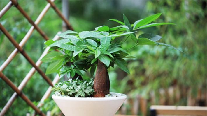 电梯门口的风水植物选择（如何选择适合电梯门口的风水植物）