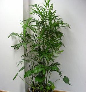 夏威夷椰子繁殖及注意事项（掌握夏威夷椰子繁殖技巧，打造热带植物天堂）