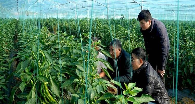 如何让桔子树安全过冬？（越冬防寒管理方法）