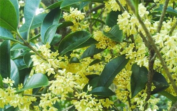 描写美丽的桂花（了解桂花的外形和特点）