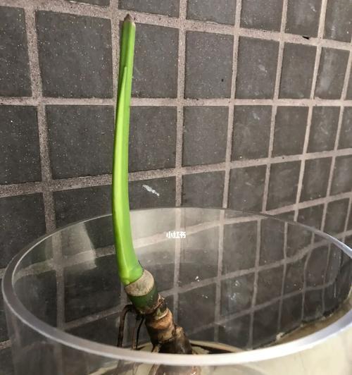 龟背竹老桩催芽方法与步骤（教你如何催芽成功）