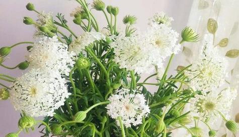 姜荷花的醒花方法（了解醒花期、掌握施肥技巧，让姜荷花绽放最美的花朵）
