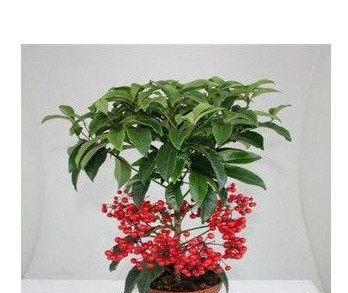 黄金万两花如何养护开花？（从环境到施肥，全面解析养护技巧）