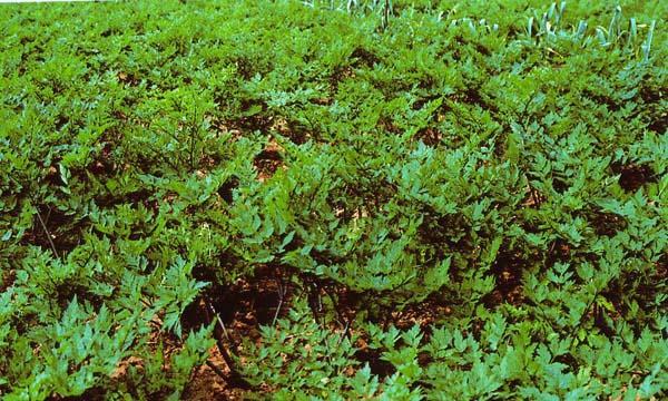 当归种植条件与气候适宜地区分析（从土壤、水分、温度等方面探究当归生长环境要求）