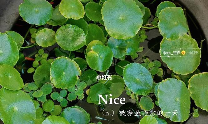 荷花不开花的原因与解决方法（掌握这些知识，让你的荷花绽放美丽的花朵）